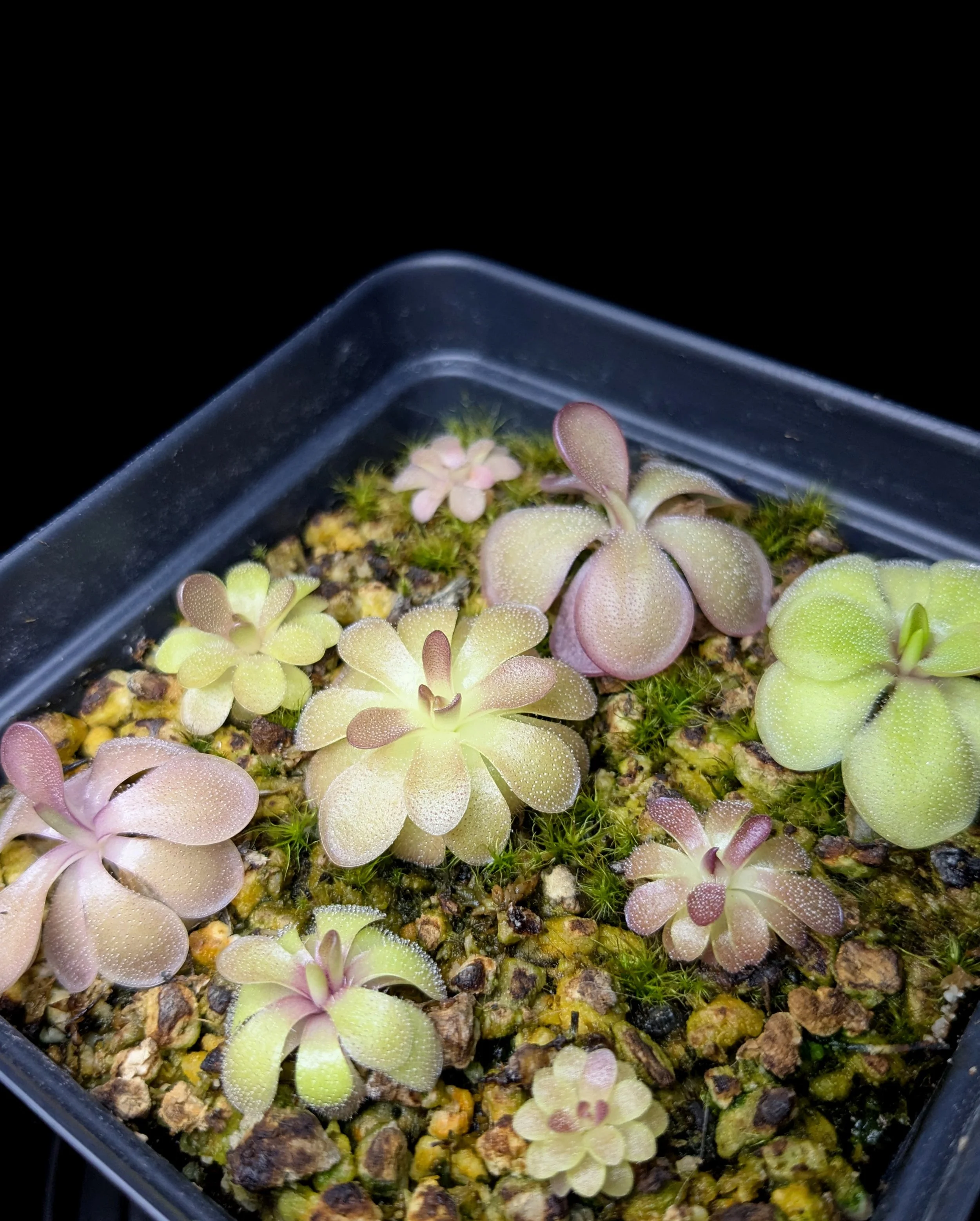 Pinguicula rectifolia x moctezumae for Sale | Carnivorous